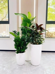 宁波奉化盆景租赁方案来袭，打造独特空间氛围！