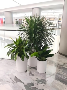 揭秘奉化花卉租赁价格，给你意想不到的答案！